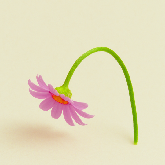 Bent pink daisy with a drooping stem, symbolizing a soft penis in a gentle, non-shaming way.